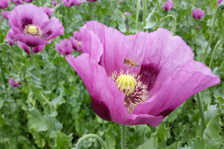 Mohnblüte in Franken - 23.05.2026 | © Unbekannt