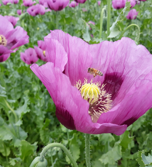 Mohnblüte in Franken - 23.05.2026 | © Unbekannt