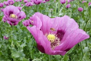 Mohnblüte in Franken - 23.05.2026 | © Unbekannt