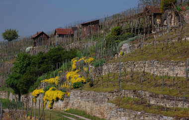 Mühlhausen an der Enz: Wein und Steine - Geschichte und Geschichten