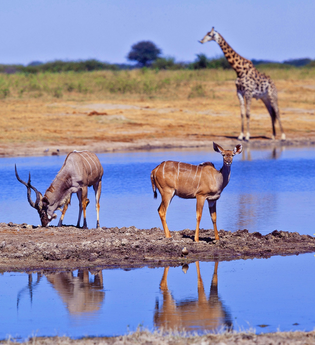 Multivisionsshow - Südafrika | © Kurverwaltung