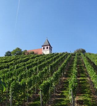 Blick auf den Micaelsberg Cleebronn | Schönste Weinsicht Württemberg | © Neckar-Zaber-Tourismus e.V.