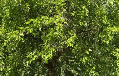 Natur trifft Kultur: Vom Maulbeerblatt bis zum Heckerhut