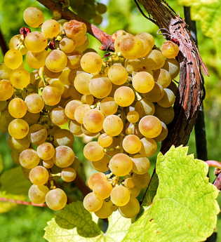 Naturparkmarkt Brackenheim | © Naturpark Stromberg-Heuchelberg