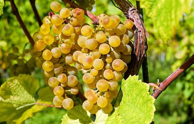 Naturparkmarkt Kürnbach mit verkaufsoffenem Sonntag, Schwarzriesling-Kerwe und Kunsthandwerkermarkt | © Naturpark Stromberg-Heuchelberg