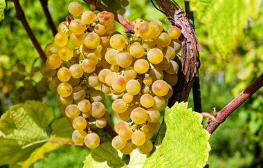 Naturparkmarkt Kürnbach mit verkaufsoffenem Sonntag, Schwarzriesling-Kerwe und Kunsthandwerkermarkt | © Naturpark Stromberg-Heuchelberg