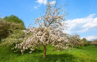 Naturparkmarkt Kürnbach mit verkaufsoffenem Sonntag, Schwarzriesling-Kerwe und Kunsthandwerkermarkt | © Naturpark Stromberg-Heuchelberg