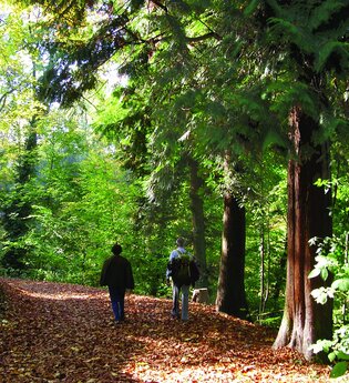 Ein Paar läuft im Exotenwald | © Maria Zimmermann