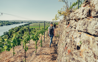 Wanderer unterwegs an den Steillagen oberhalb des Neckars | © Touristikgemeinschaft HeilbronnerLand e.V.