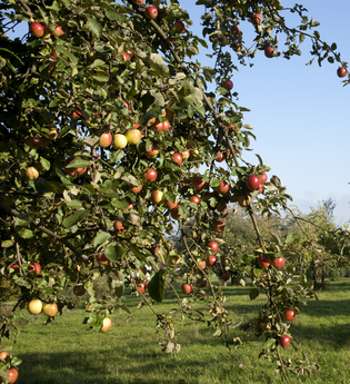 Obstbaumweg und Allee der Bäume