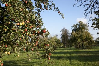 Obstbaumweg und Allee der Bäume
