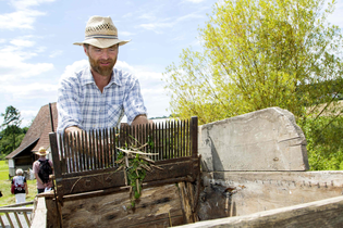 Ein Mann bei der Ernte von grünem Dinkel, während er sorgfältig die Getreidehalme schneidet. | © Odenwälder Freilandmuseum