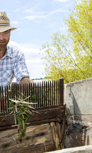 Ein Mann bei der Ernte von grünem Dinkel, während er sorgfältig die Getreidehalme schneidet. | © Odenwälder Freilandmuseum