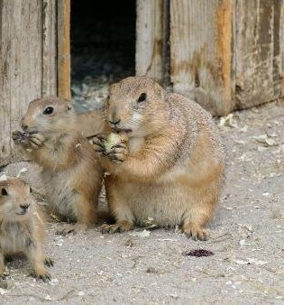Oma-Opa-Enkel-Tour in Zoo Heidelberg
