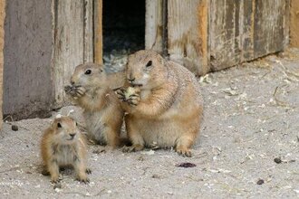 Oma-Opa-Enkel-Tour in Zoo Heidelberg
