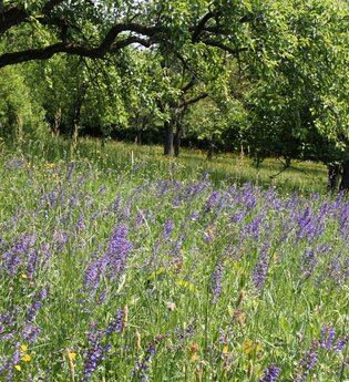 Onlineseminar „Die Krux mit dem Gras – die Wiese unter den Obstbäumen“ mit Thorsten Teichert