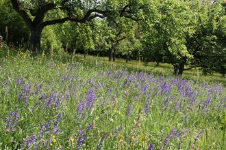Onlineseminar „Die Krux mit dem Gras – die Wiese unter den Obstbäumen“ mit Thorsten Teichert