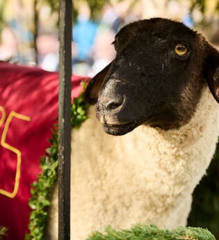Traditioneller (Plüsch-)Hammel, der geschmückt ist. | © Julien Fertl