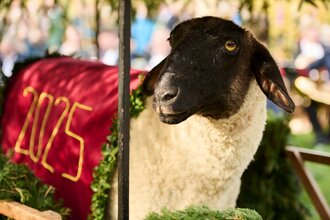 Traditioneller (Plüsch-)Hammel, der geschmückt ist. | © Julien Fertl