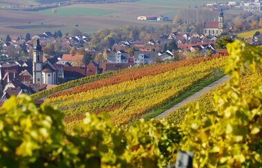 Blick auf den Weinsüden Weinort Erlenbach | HeilbronnerLand | © Tourismus im Weinsberger Tal