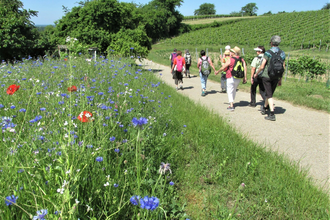 Wandergruppe auf Wanderweg