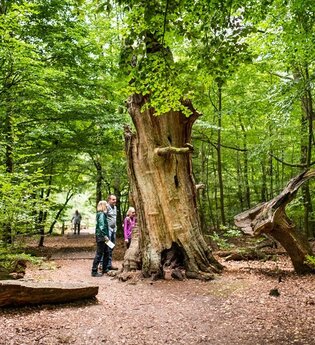 Der Urwald Sababurg | © Naturpark Reinhardswald e.V.
