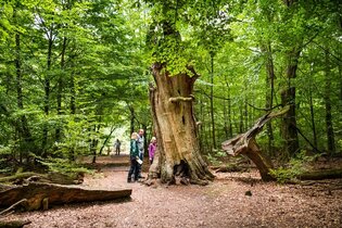 Der Urwald Sababurg | © Naturpark Reinhardswald e.V.