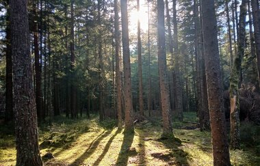Natur erleben - Lichtschein durch Bäume | © Gisela Steuber