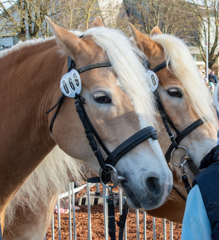 Pferdemarkt Öhringen | © Stadt Öhringen