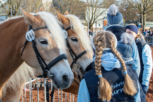 Pferdemarkt Öhringen | © Stadt Öhringen