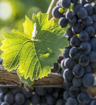 Pfingstverkostung Weingut Fürst Hohenlohe-Oehringen | © TMBW