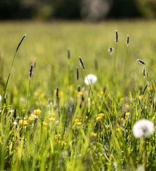 Pflanzenweisheiten und Planetenkraft