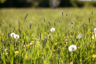 Pflanzenweisheiten und Planetenkraft