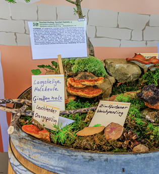 Pilzausstellung im Naturparkzentrum | © Frank Zisler