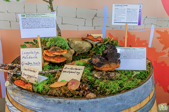 Pilzausstellung im Naturparkzentrum | © Frank Zisler