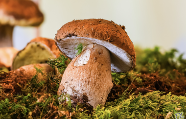 Pilzausstellung im Naturparkzentrum | © Frank Zisler