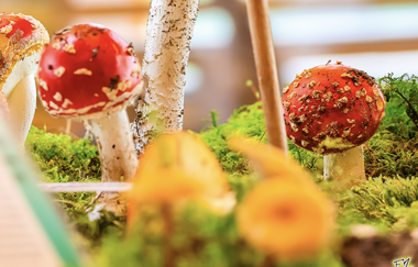 Pilzausstellung im Naturparkzentrum | © Frank Zisler