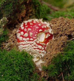 Fliegenpilz / Urheber: Schwarzwälder Pilzlehrschau Hornberg | © Schwarzwälder Pilzlehrschau Hornberg