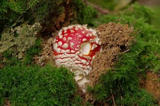 Fliegenpilz / Urheber: Schwarzwälder Pilzlehrschau Hornberg | © Schwarzwälder Pilzlehrschau Hornberg