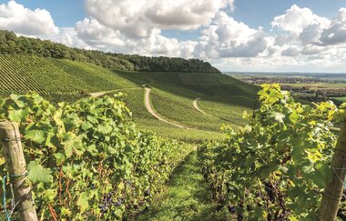 Prickelndes Frühstück in den Weinbergen | © Neckar-Zaber-Tourismus e.V.