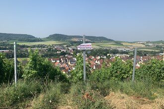 QuerFeldWein - das Weinwanderevent in Erlenbach | HeilbronnerLand