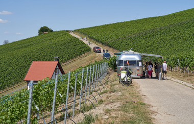 QuerFeldWein | WeinWanderEvent | Erlenbach | HeilbronnerLand | © Tourismus im Weinsberger Tal e.V.