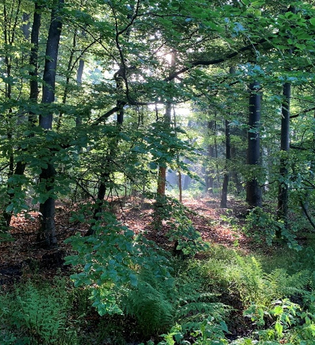 Ein Waldbild mit grünen Bäumen und Büschen. | © Forstamt Schwäbisch Hall