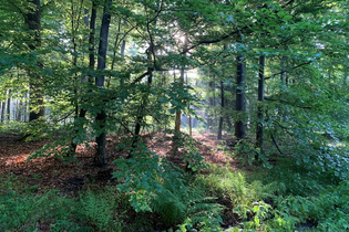 Ein Waldbild mit grünen Bäumen und Büschen. | © Forstamt Schwäbisch Hall