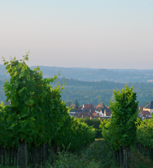 Radtour mit Weinprobe mit Andreas Ihle | © Quelle: Landratsamt Rhein-Neckar-Kreis