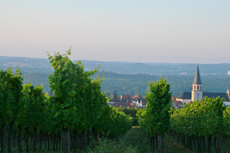 Radtour mit Weinprobe mit Andreas Ihle | © Quelle: Landratsamt Rhein-Neckar-Kreis