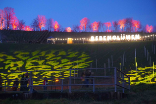 Gelb und rot beleuchtete Weinberge beim Rebenglühen | © Touristikgemeinschaft Hohenlohe e. V.