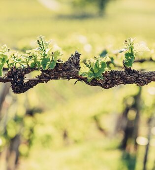 Rebentriebfest | Weingut Härle | © Touristikgemeinschaft HeilbronnerLand