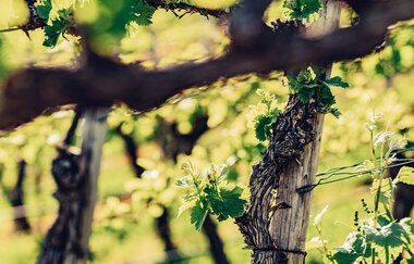 Rebentriebfest | Weingut Härle | © Touristikgemeinschaft HeilbronnerLand