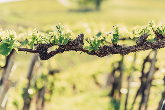 Rebentriebfest | Weingut Härle | © Touristikgemeinschaft HeilbronnerLand